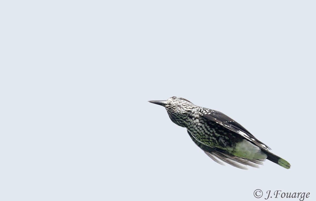 Spotted Nutcracker, Flight, feeding habits, Behaviour