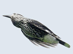 Spotted Nutcracker