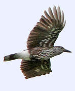 Spotted Nutcracker