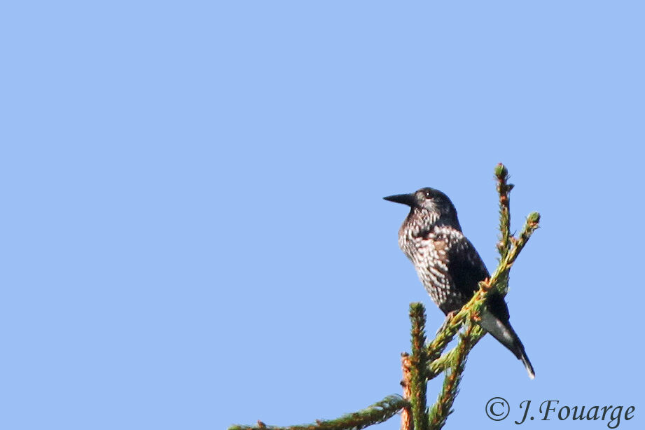 Spotted Nutcracker, identification, Behaviour