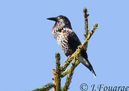 Spotted Nutcracker