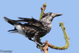 Spotted Nutcracker