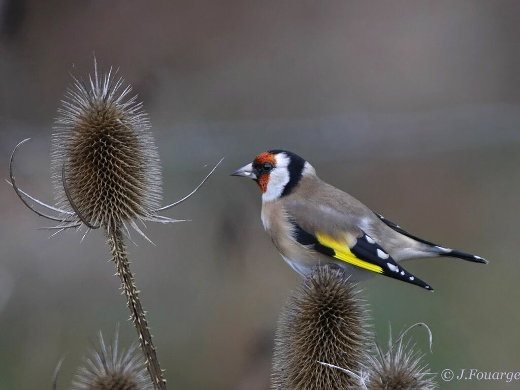 European Goldfinch male adult