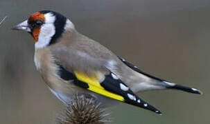 European Goldfinch