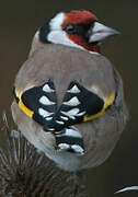 European Goldfinch