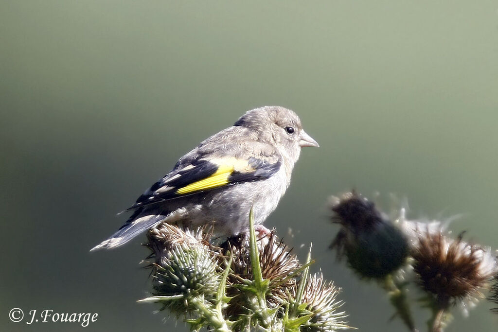 European Goldfinchjuvenile, feeding habits