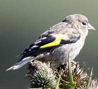 European Goldfinch