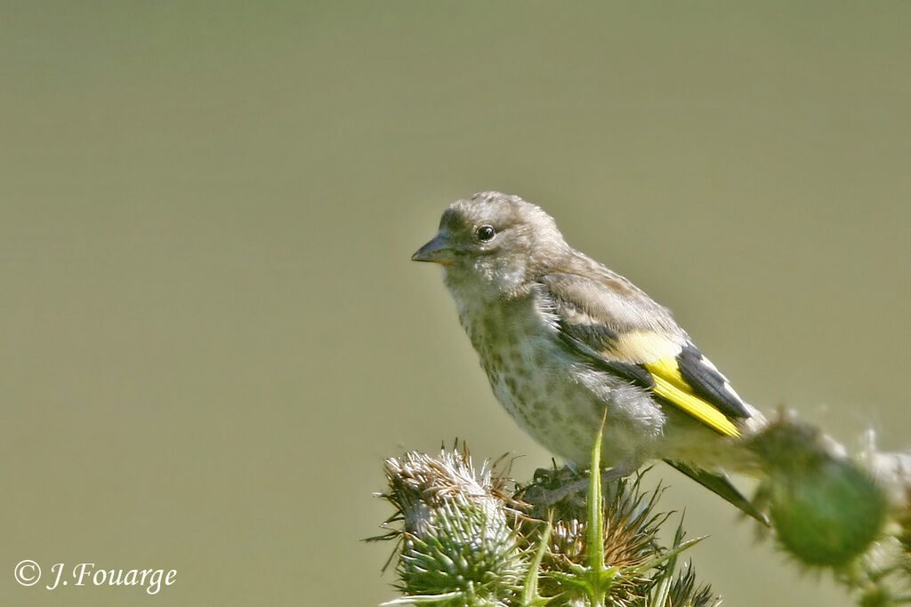 European Goldfinchjuvenile, identification, feeding habits