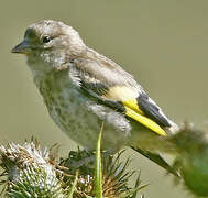 European Goldfinch