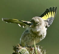 European Goldfinch