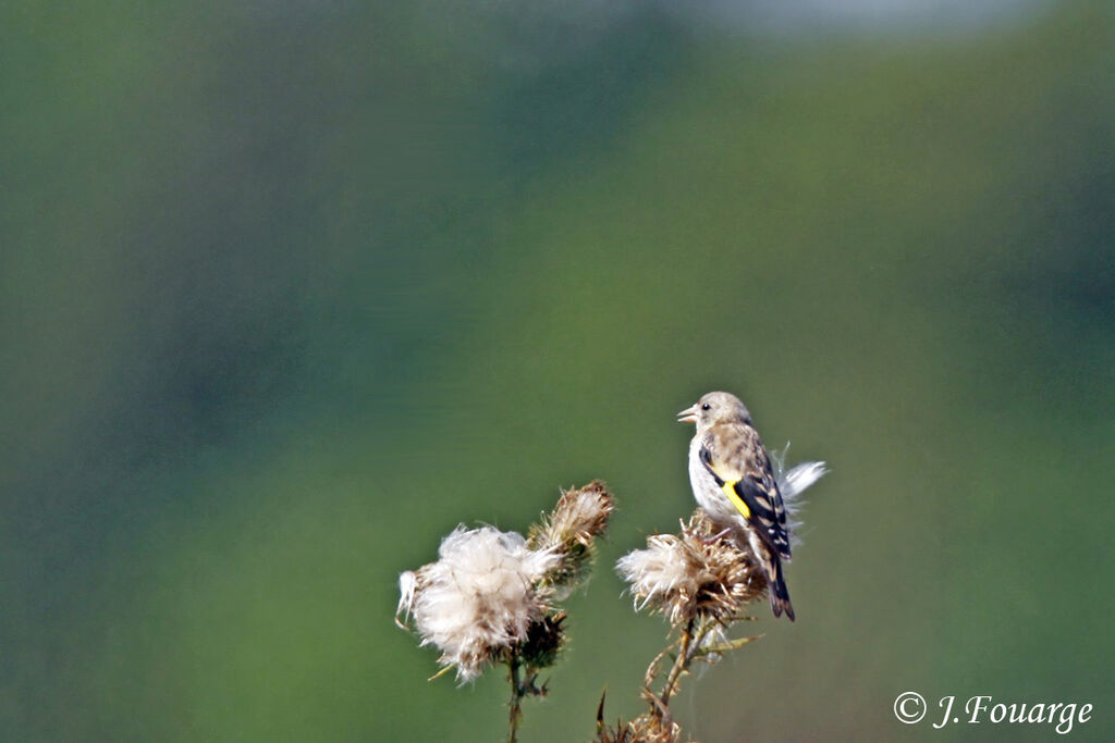 European Goldfinch