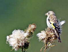 European Goldfinch