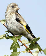 European Goldfinch