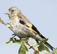 European Goldfinch