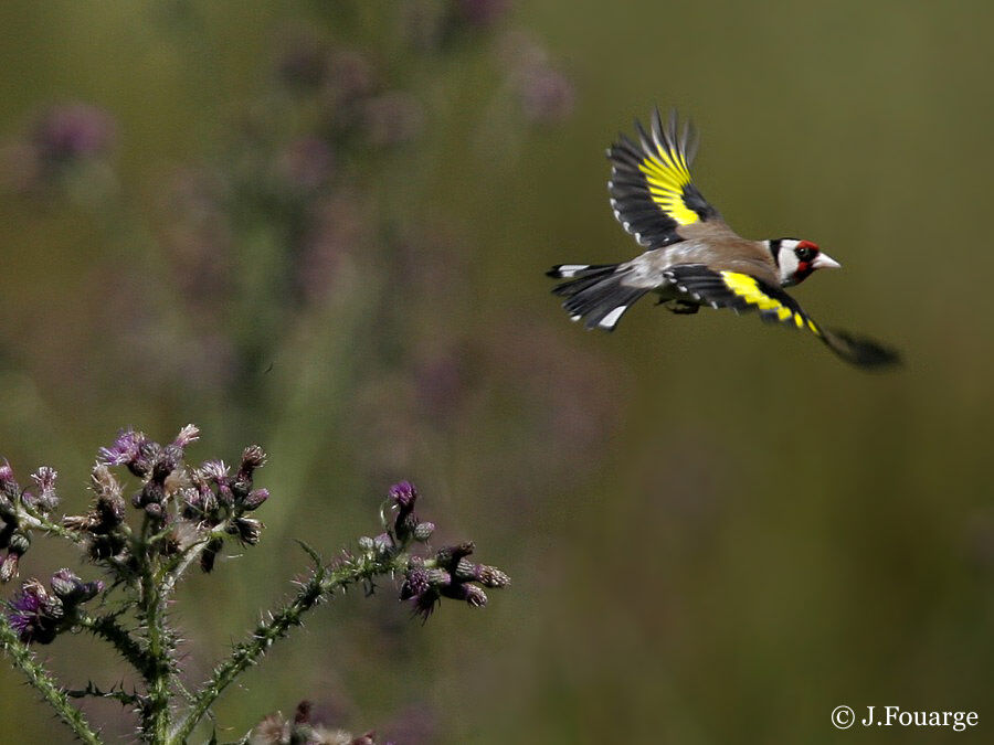 Chardonneret élégant