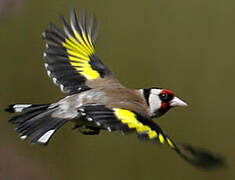 European Goldfinch