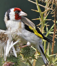 Chardonneret élégant