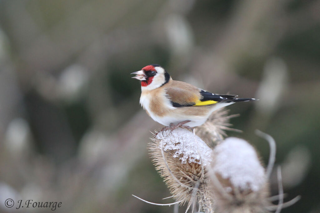 European Goldfinch male, identification, feeding habits