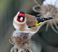 European Goldfinch