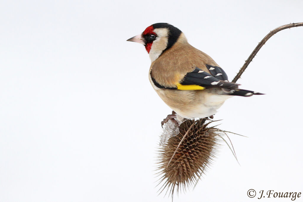 European Goldfinch male, identification, feeding habits