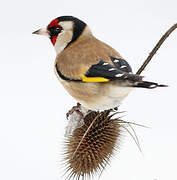 European Goldfinch