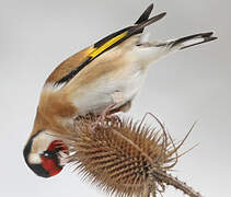 European Goldfinch