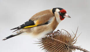 European Goldfinch