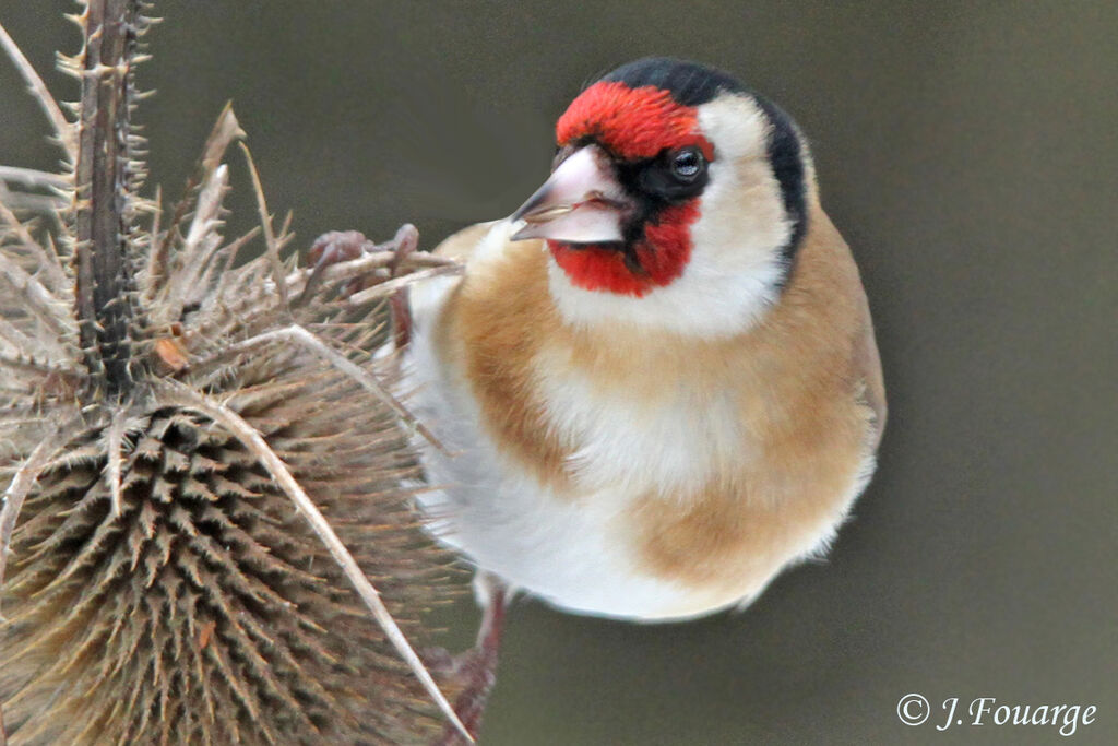 European Goldfinch male adult, identification, feeding habits, Behaviour