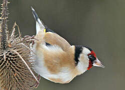 European Goldfinch