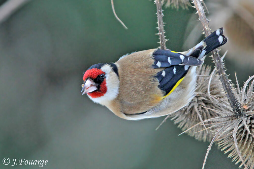 European Goldfinch male adult, identification, feeding habits, Behaviour