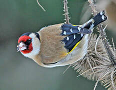 European Goldfinch