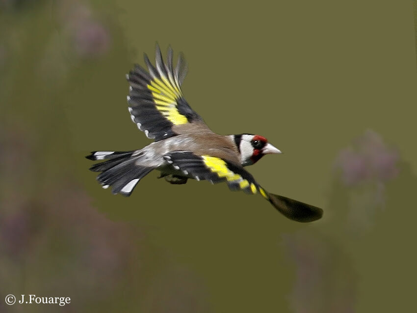 European Goldfinch