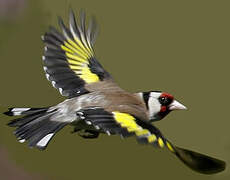 European Goldfinch