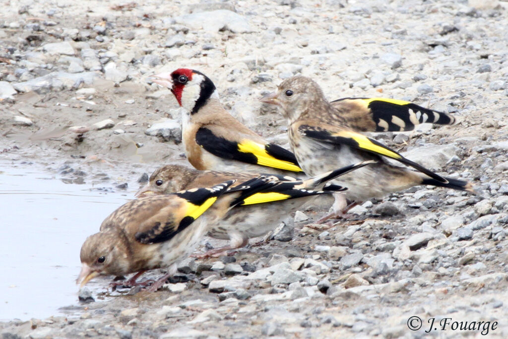 European Goldfinch, identification, Behaviour