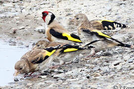 European Goldfinch