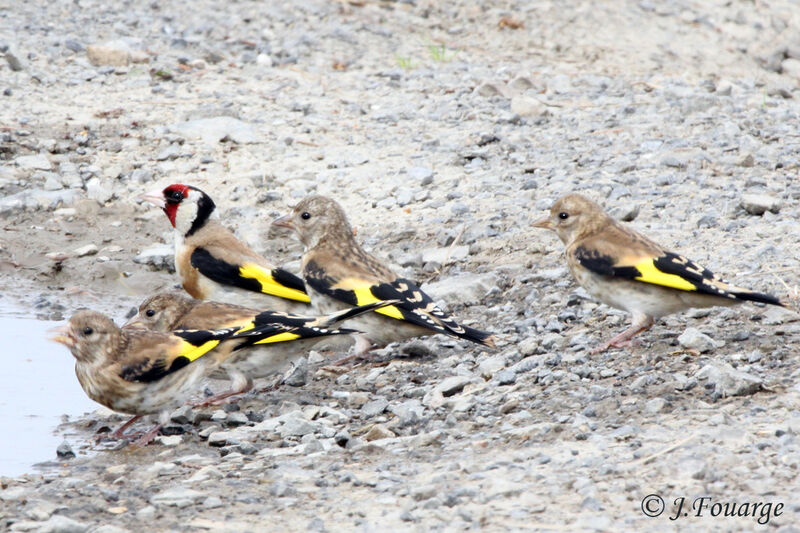 European Goldfinch, identification, Reproduction-nesting, Behaviour