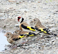 European Goldfinch