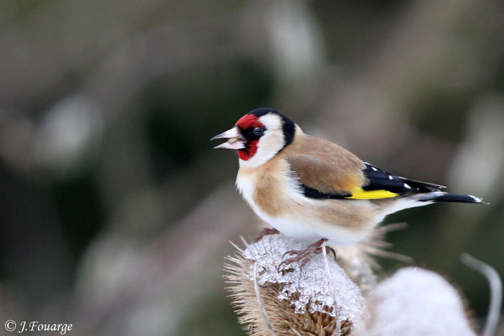 European Goldfinch male adult, identification, feeding habits, Behaviour