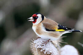 European Goldfinch