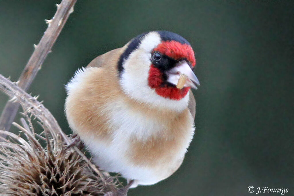 European Goldfinch male adult, identification, feeding habits, Behaviour