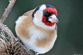 European Goldfinch