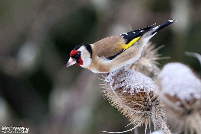 European Goldfinch male adult, feeding habits