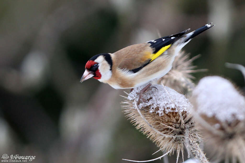 European Goldfinch male adult, feeding habits