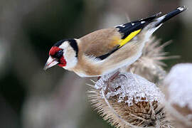 European Goldfinch