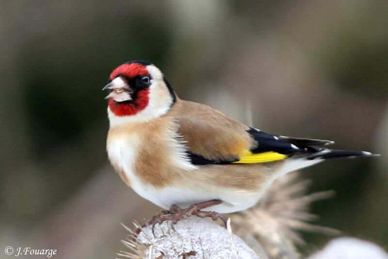 European Goldfinch male adult, identification, feeding habits, Behaviour