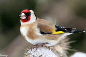 Chardonneret élégant