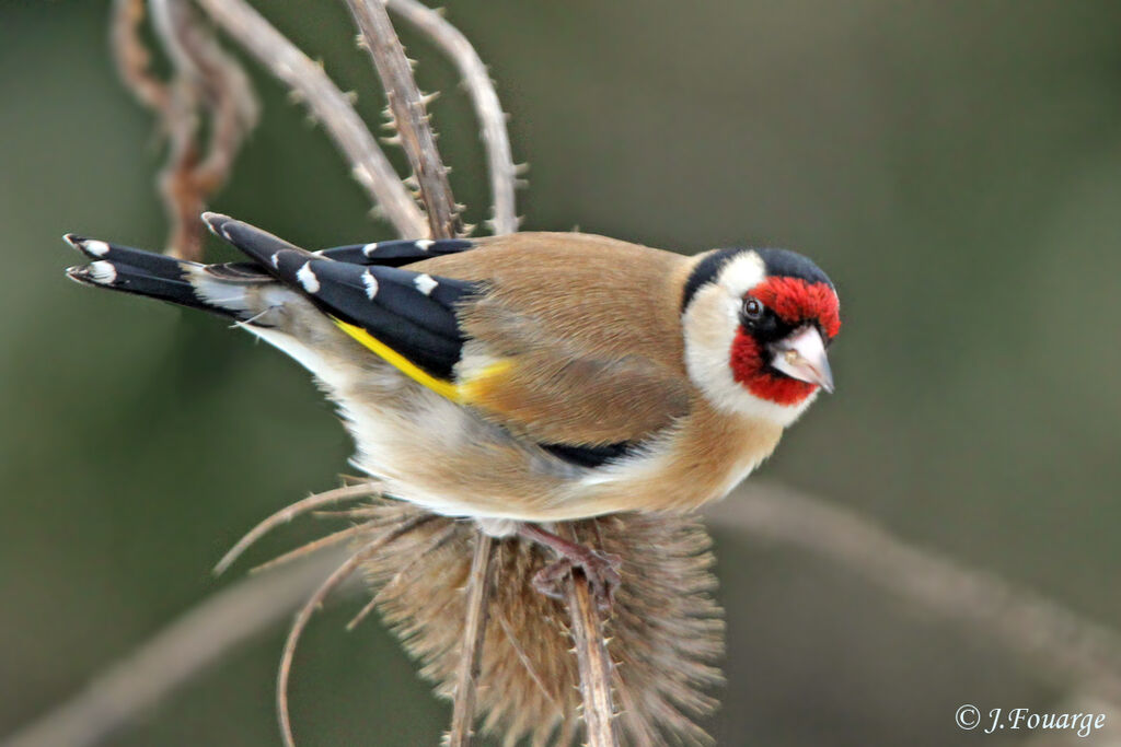 European Goldfinch male adult, identification, feeding habits, Behaviour