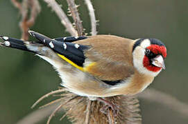 European Goldfinch