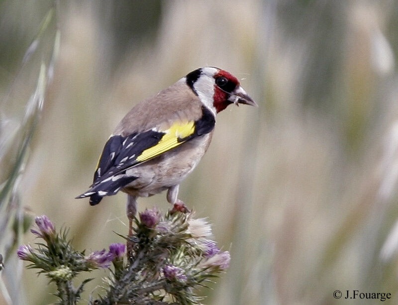 Chardonneret élégant