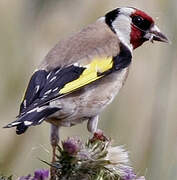 European Goldfinch